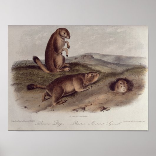 Prairie Dog from 'Quadrupeds of North America' ポスター (正面)