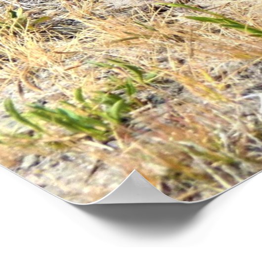 Prairie Dog in Yosemite, CA ポスター (角)