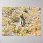 Prairie Dog in Yosemite, CA ポスター (正面)
