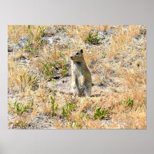 Prairie Dog in Yosemite, CA ポスター (正面)