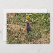 Prairie Dog Solo ノートカード (正面)