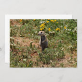 Prairie Dog Solo ノートカード (正面/裏面)