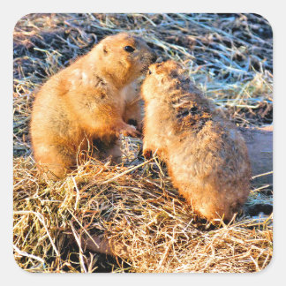 PRAIRIE DOGS スクエアシール
