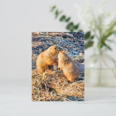 PRAIRIE DOGS ポストカード (スタンド正面)