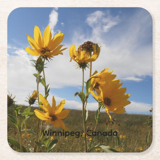 Prairie Sunset square paper coaster スクエアペーパーコースター (正面)