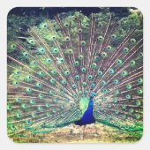 Preening Peacock Square Sticker スクエアシール (正面)