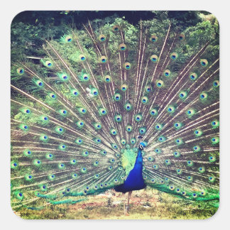 Preening Peacock Square Sticker スクエアシール