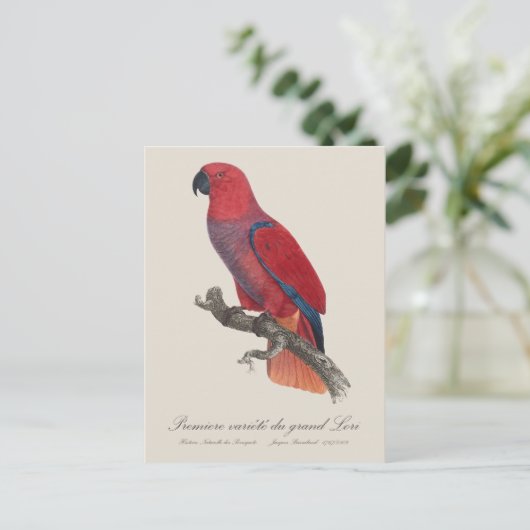 Premiere variete du grand Lori / Eclectus parrot ポストカード (スタンド正面)