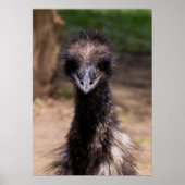 Pretty Bird ポスター (正面)