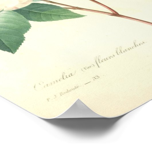 Pretty Camellia by Redoute ポスター (角)