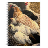 Pretty Chickens Notebook ノートブック (正面)