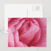 Pretty in Pink ポストカード (正面/裏面)