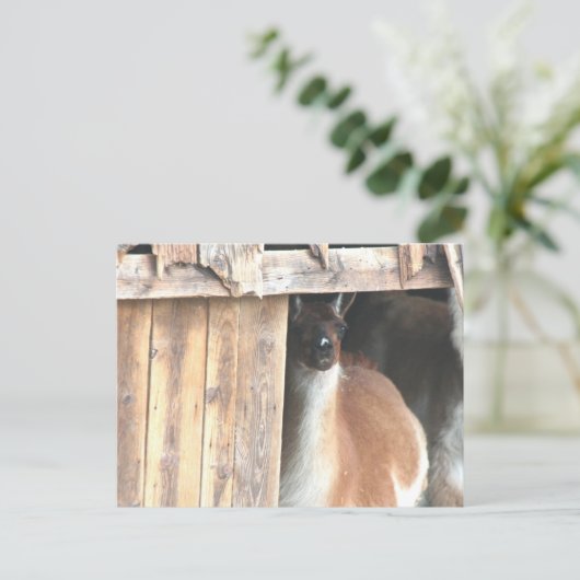 Pretty Llama Farm Animal Personalized ポストカード (スタンド正面)