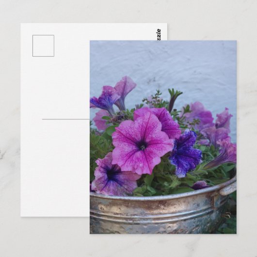 Pretty Petunias ポストカード (正面/裏面)