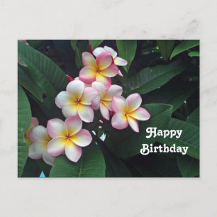 Pretty Pink and Yellow Plumeria Floral Birthday ポストカード
