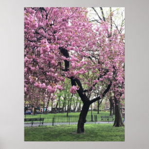 Pretty Pink Cherry Blossom Tree NYC New York City ポスター