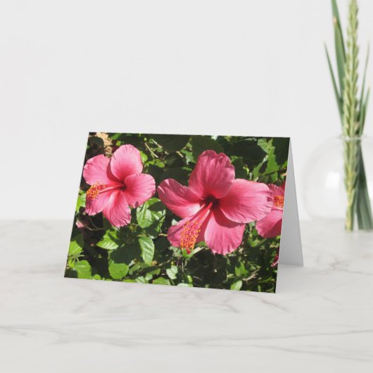 Pretty Pink Hibiscus Flowers Greeting Card カード (正面)