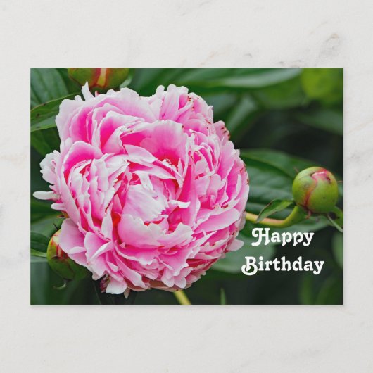  pretty pink peony 花の写真の誕生日 ポストカード (正面)