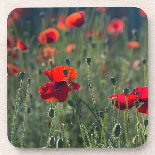 Pretty Poppies in Wild Meadow Photo コースター (正面)