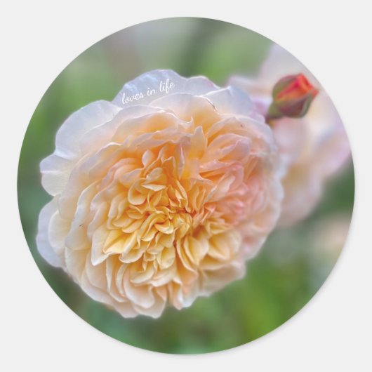 Pretty Pretty Rose ラウンドシール (正面)