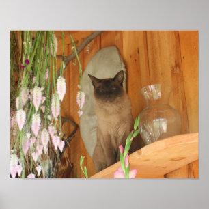 Pretty Siamese Cat Animal ポスター