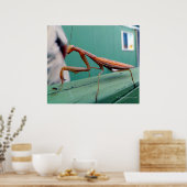 Preying Mantis & ant ポスター (キッチン)