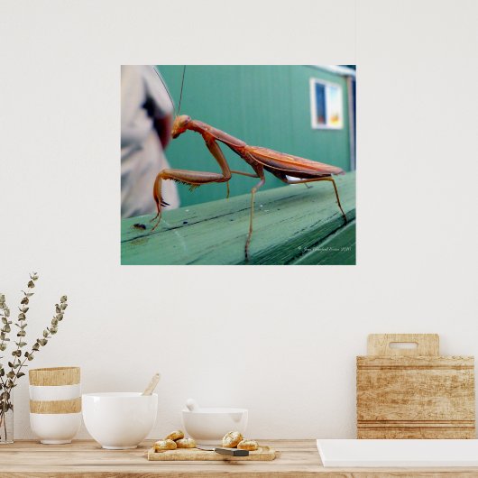 Preying Mantis & ant ポスター (キッチン)