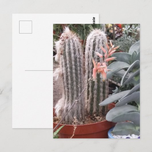 Prickly Cactus ポストカード (正面/裏面)
