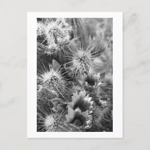 Prickly Cactus Desert Flowers B&Wフォトポストカード ポストカード