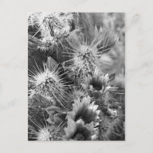 Prickly Cactus Desert Flowers B&Wフォトポストカード ポストカード