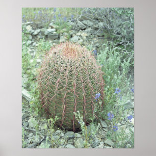 Prickly Pink Petals Cactus Desert Art Print Poster ポスター
