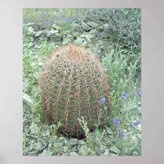Prickly Pink Petals Cactus Desert Art Print Poster ポスター (正面)