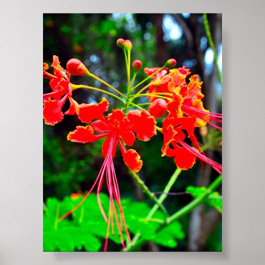 Pride of Barbados Stretched Canvas Print ポスター (正面)