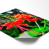 Pride of Barbados Stretched Canvas Print ポスター (角)