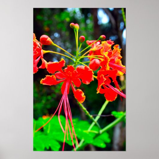 Pride of Barbados Stretched Canvas Print ポスター (正面)