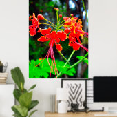 Pride of Barbados Stretched Canvas Print ポスター (ホームオフィス)