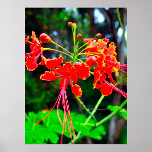 Pride of Barbados Stretched Canvas Print ポスター (正面)