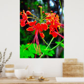 Pride of Barbados Stretched Canvas Print ポスター (キッチン)