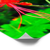 Pride of Barbados Stretched Canvas Print ポスター (角)