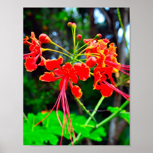 Pride of Barbados Stretched Canvas Print ポスター (正面)