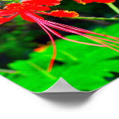 Pride of Barbados Stretched Canvas Print ポスター (角)