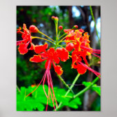 Pride of Barbados Stretched Canvas Print ポスター (正面)