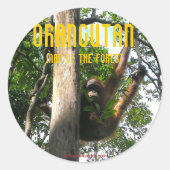 Primate - orangutanスタンプを覗く ラウンドシール (正面)