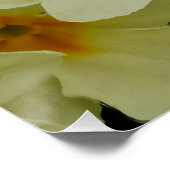 Primrosesポスター ポスター (コーナー)