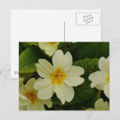 Primrosesポストカード ポストカード (正面/裏面)