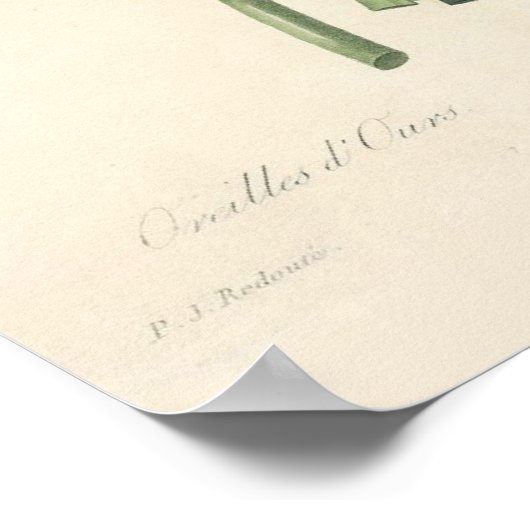 Primulaキャンバス印刷 ポスター (角)