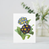 Primula Auricula - Cowslip – ピエール・ジョセフ・ルドゥート ポストカード (スタンド正面)
