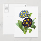 Primula Auricula - Cowslip – ピエール・ジョセフ・ルドゥート ポストカード (正面/裏面)