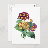 Primula Auricula - Cowslip – ピエール・ジョセフ・ルドゥート ポストカード (正面/裏面)