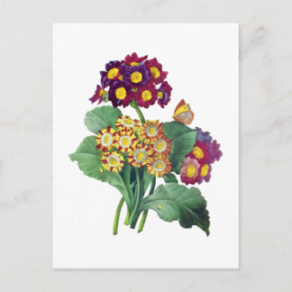 Primula Auricula - Cowslip – ピエール・ジョセフ・ルドゥート ポストカード
